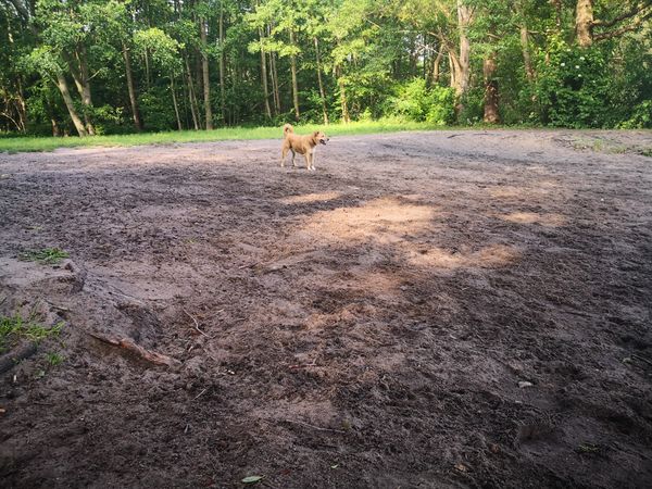 Badespaß für Hund und Halter