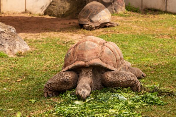 Exotische Tiere in Darmstadt