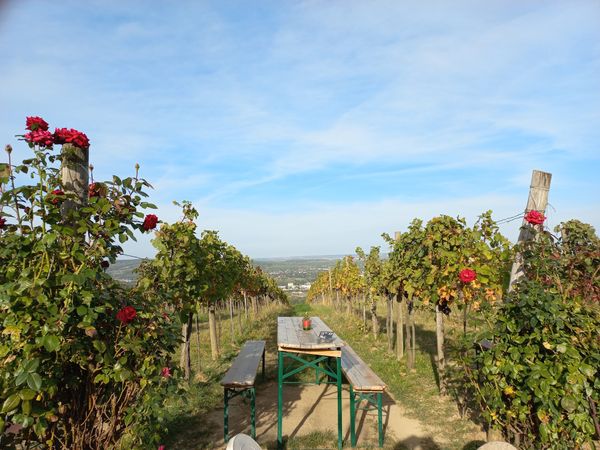 Weinverkostung mit Panoramablick über die Stadt 