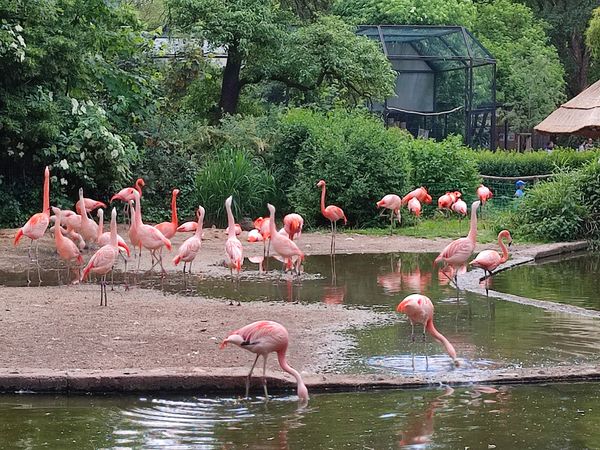 Tierische Abenteuer und seltene Spezies im Prager Zoo