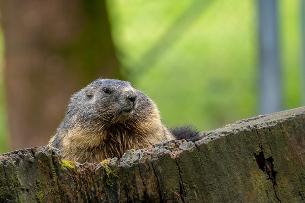 Tiere & Natur für die Familie