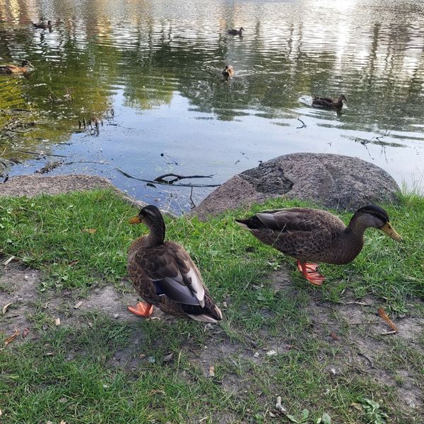 Farbenfrohes Blütenfest erleben