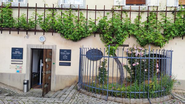 Verkostung bei der ältesten Weinrebe der Welt