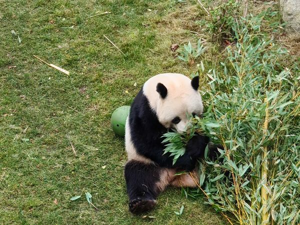 Faszinierende Tierwelt inmitten der Stadt