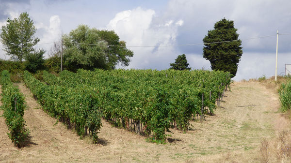 Authentische Weinprobe in der Toskana