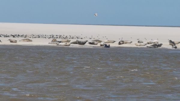 Abenteuerliche Fahrt ins Wattenmeer