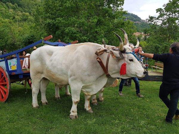 Eintauchen in die ländliche Vergangenheit