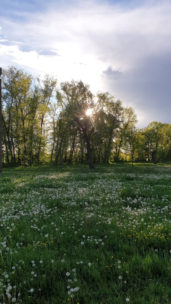 Grüne Oase der Ruhe