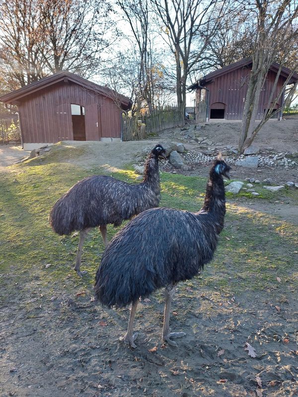 Tierische Begegnungen