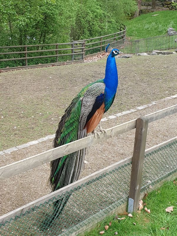 Tierpark-Erlebnis mit der Familie