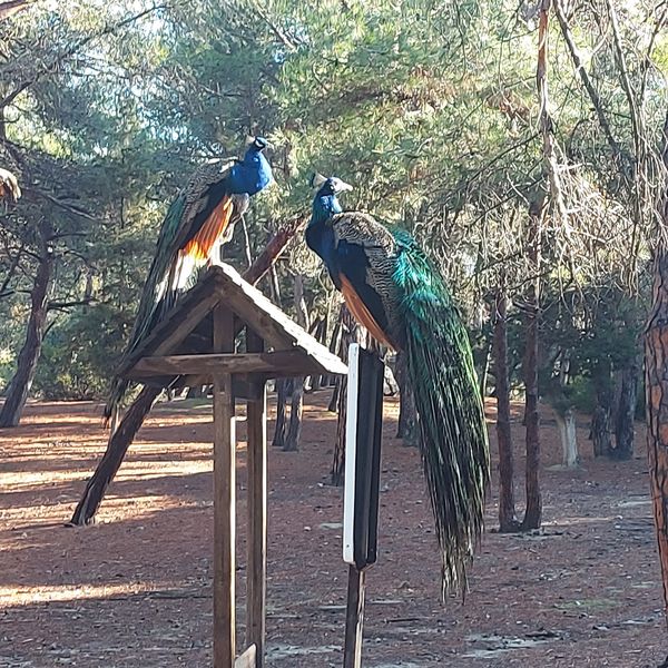 Tierische Begegnungen im Pfauenwald