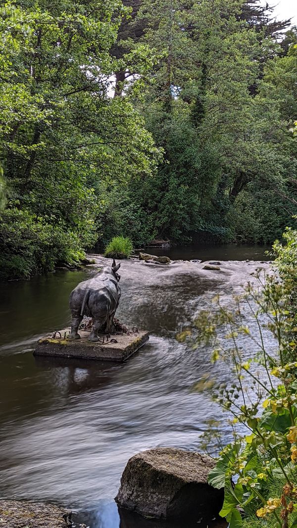 Ein Nashorn mitten im Fluss?