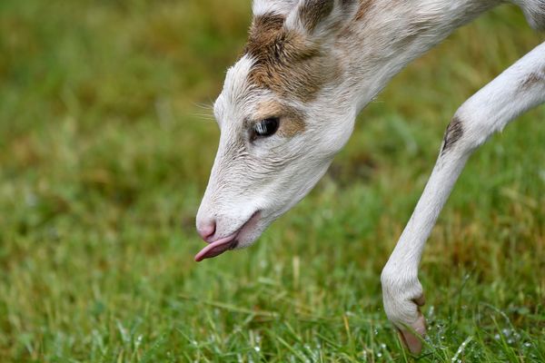 Tierschutz und Naturerlebnis