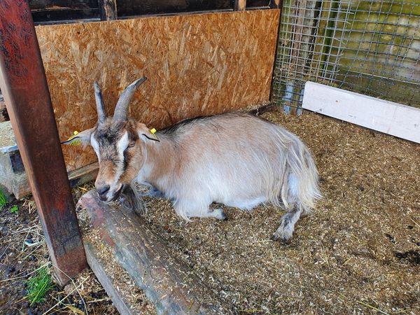 Tierisches Vergnügen für die ganze Familie