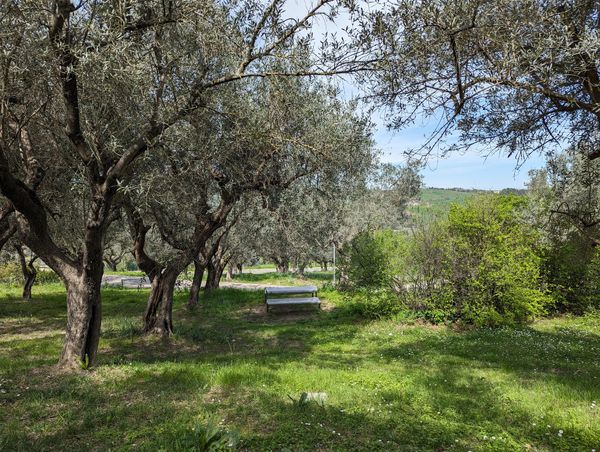 Entspannung unter Olivenbäumen