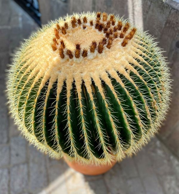 Entdecke Pflanzen im Botanischen Garten