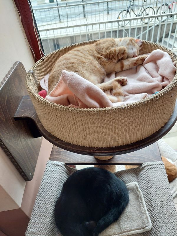 Kuschelzeit mit Katzen