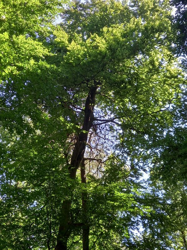 Naturerlebnis im Stadtwald