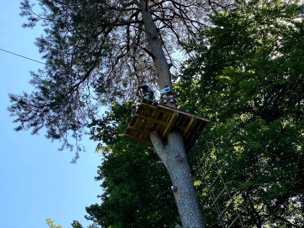 Abenteuer hoch in den Bäumen