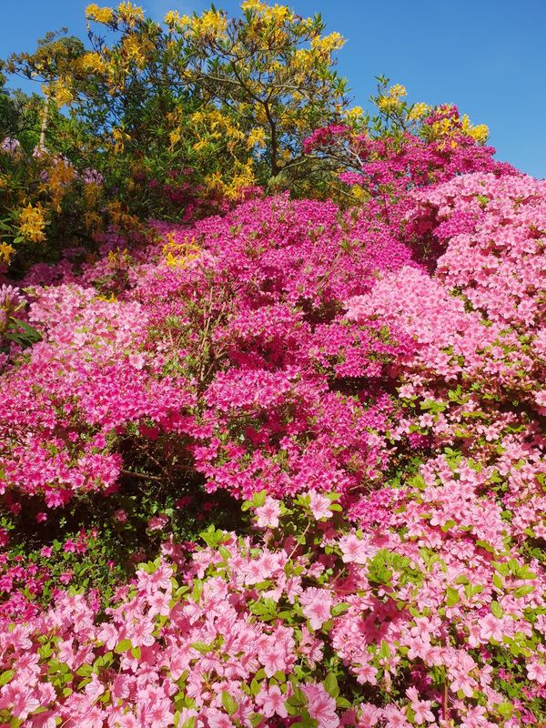 Farbenpracht im Rhododendron-Park