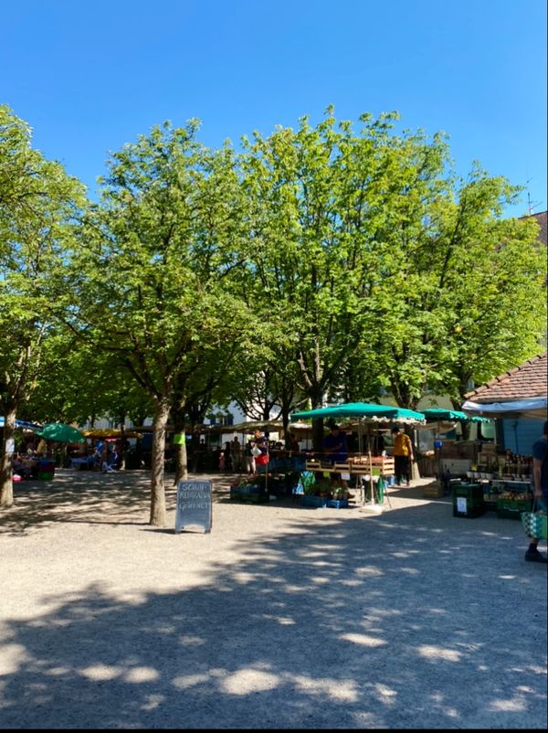 Frische Ernte direkt vom Feld – Bauernmarktbesuch