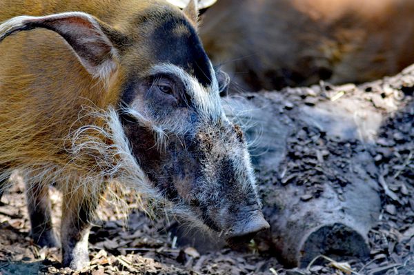 Tierische Abenteuer für die ganze Familie