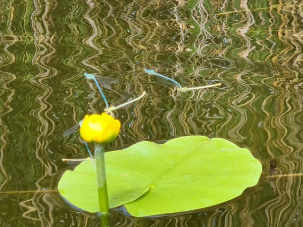 Paddelabenteuer im Herzen der Natur