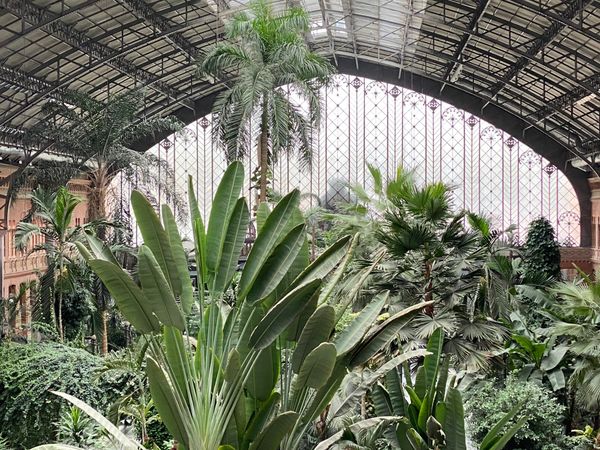 Tropisches Grün im Bahnhof Atocha