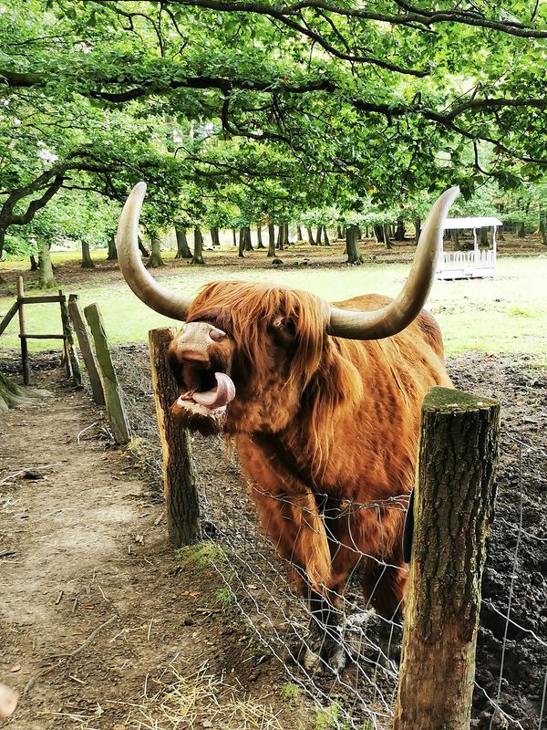 Erlebe Wildtiere hautnah 10 km südlich von Bonn