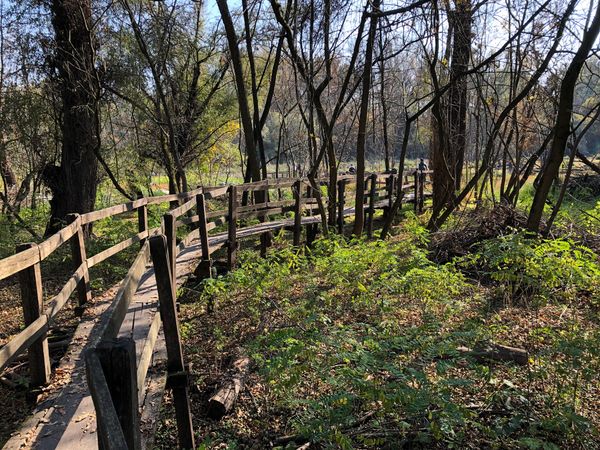 Natur pur am Tisza-Ufer