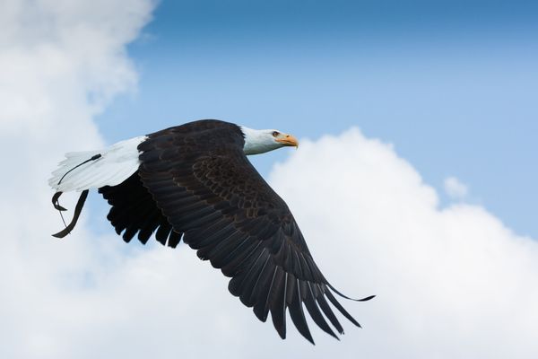 Beeindruckende Greifvogelvorführungen hautnah