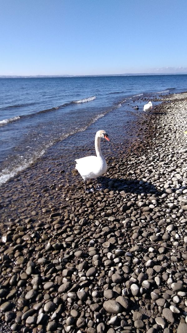 Elegantes Essen mit Blick auf den Bodensee