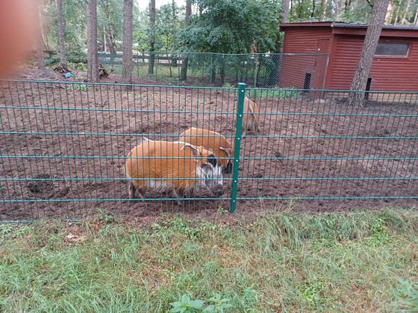 Safari-Abenteuer in Niedersachsen