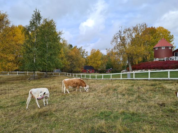 Bauernhoftiere hautnah erleben