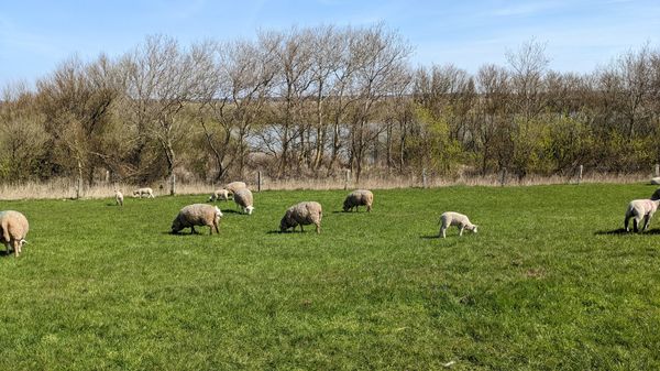 Die Bedeutung des Küstenschutzes verstehen