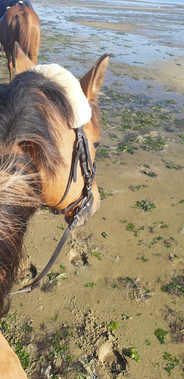Glück auf dem Rücken der Ponys