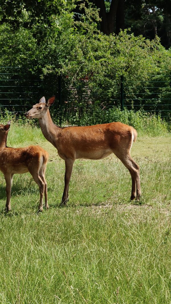 Greifvögel hautnah im Umweltbildungszentrum