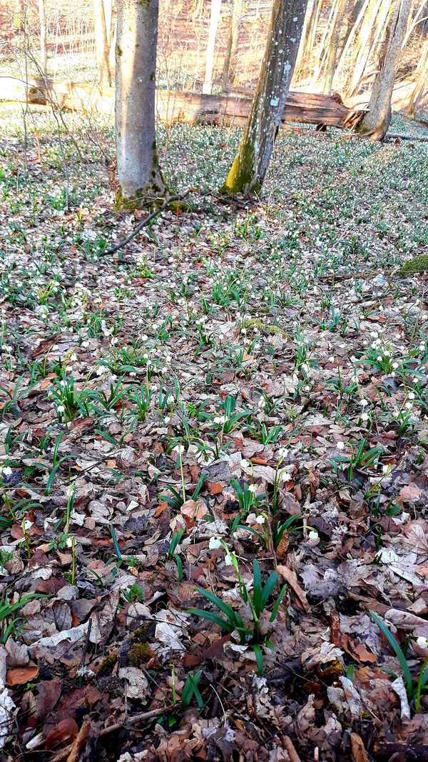 Märchenwald im Frühling erleben