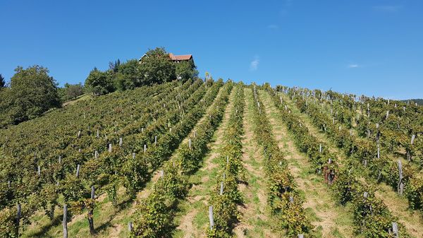 Atemberaubender Ausblick von der Weinbergwarte