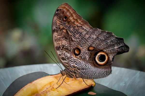 Flatternde Schönheiten im Schmetterlingsgarten