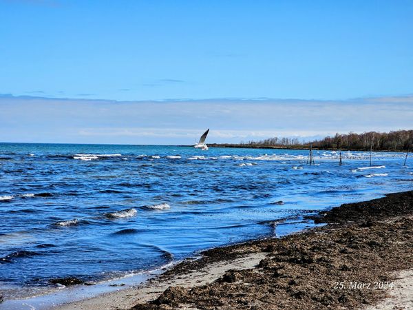 Spaß und Spiele am Hundestrand