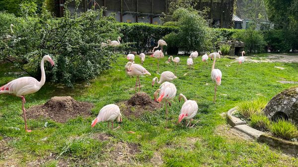 Tierische Abenteuer im Grünen