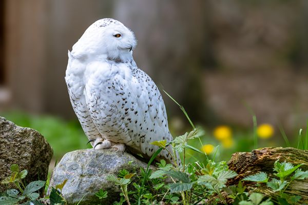 Tierische Begegnungen in der Natur