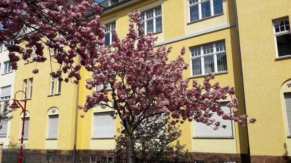 Märchenhafte Kirschblüte in Marburg