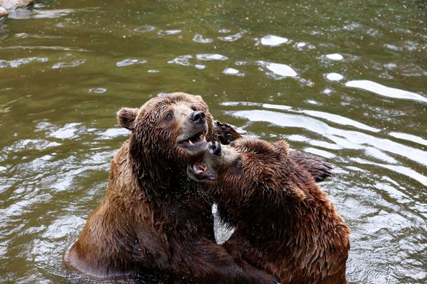 Tierische Begegnungen in der Natur