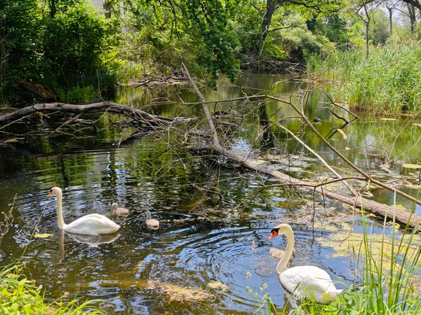 Erkunde die atemberaubenden Donauauen