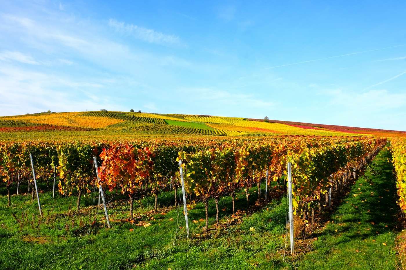 Entdecke
das größte Weinbaugebiet Deutschlands.