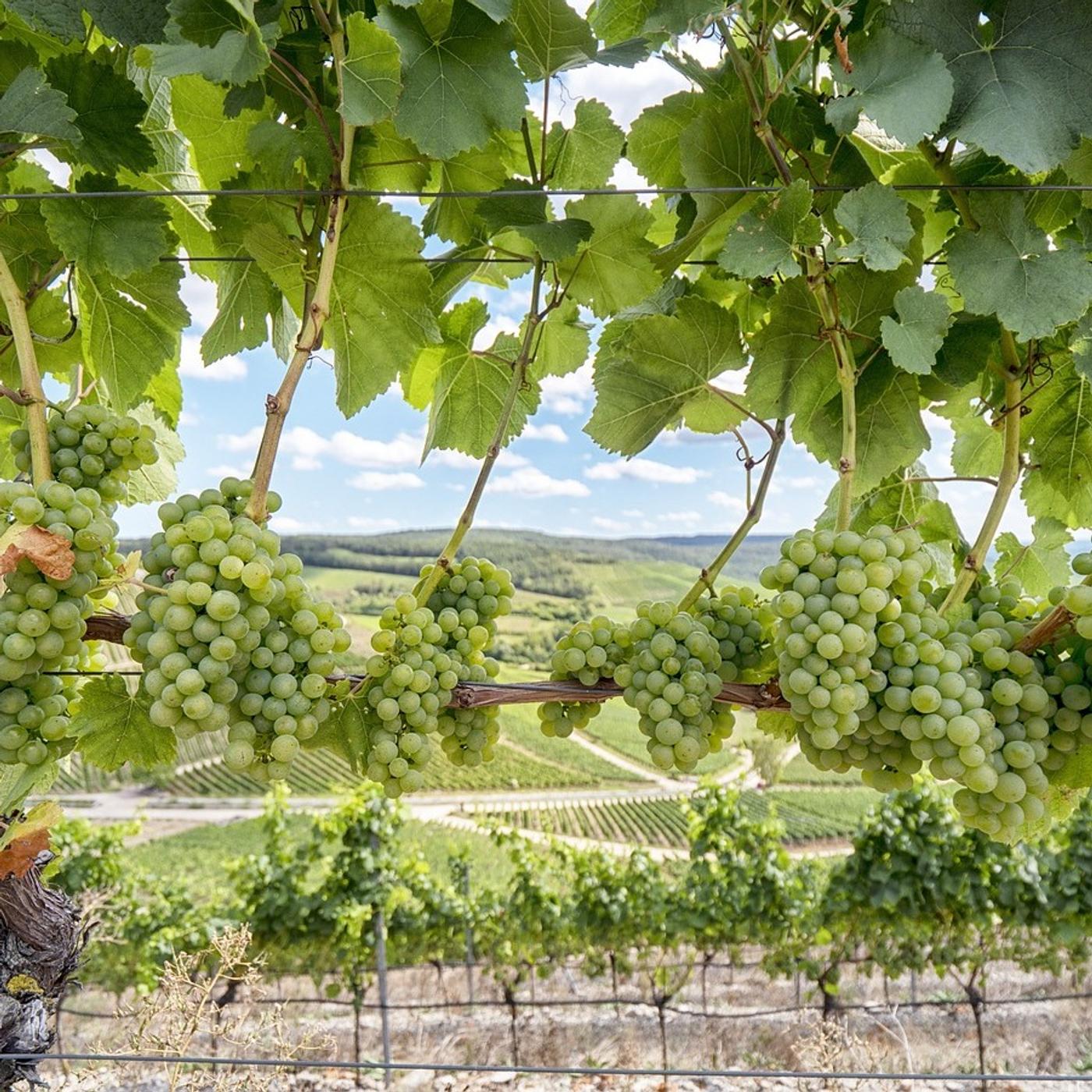 Fränkischen Weinland