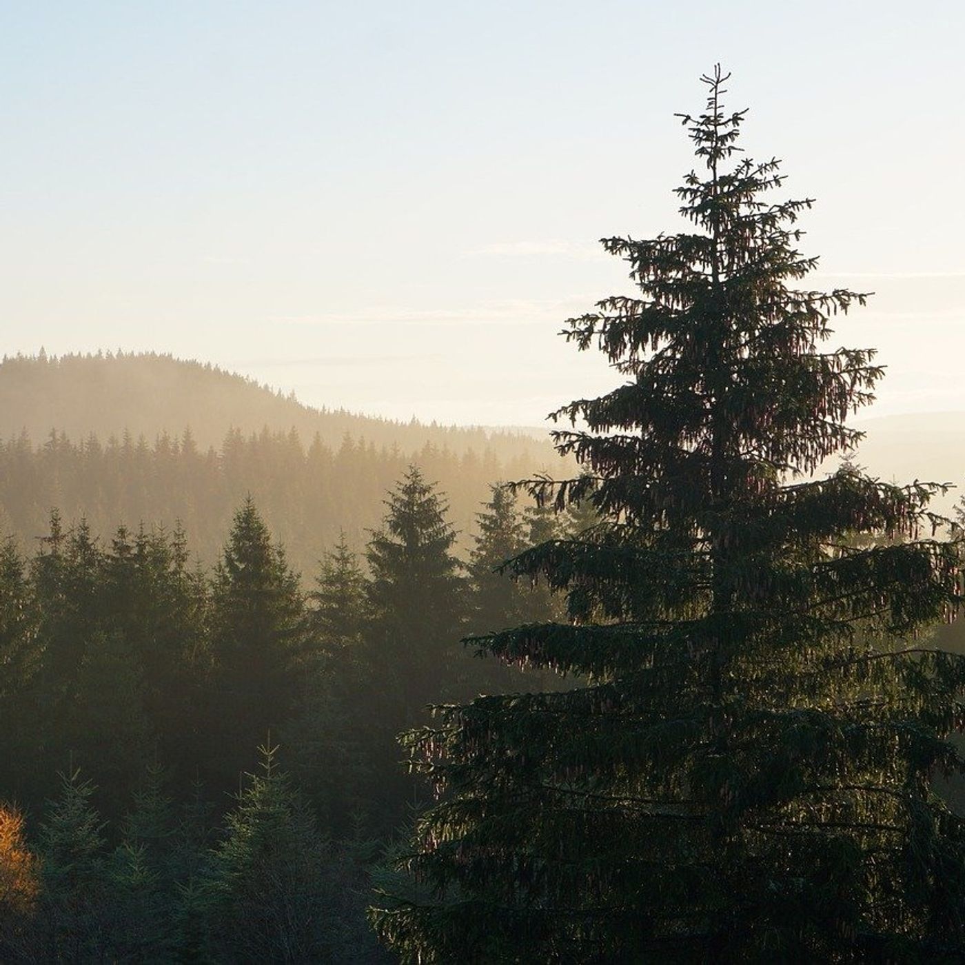 Thüringer Wald