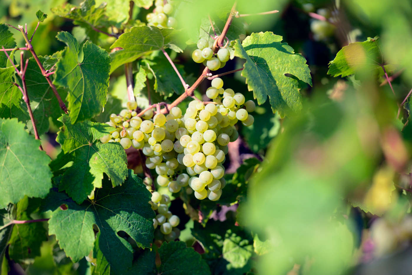 Probiere
ausgezeichneten Wein.